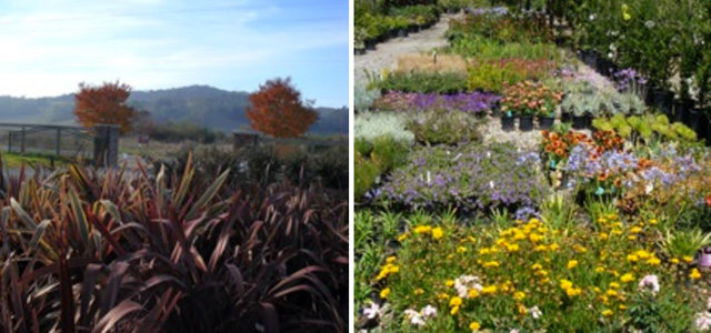 Green Point Nursery