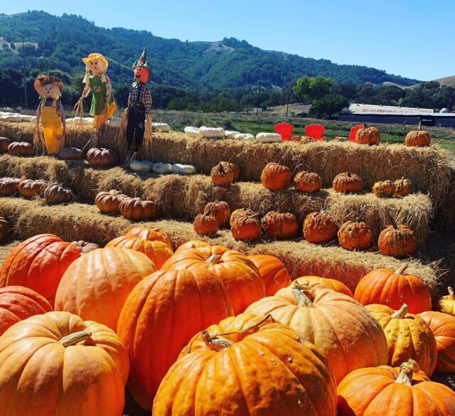 Fall into Local: Your Guide to Embracing Autumn in Novato